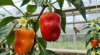 pepper pollination prevents flower drop