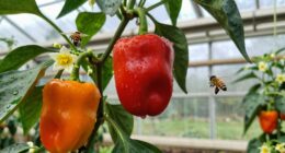 pepper pollination prevents flower drop