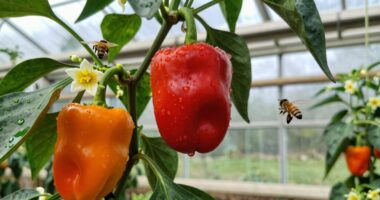 pepper pollination prevents flower drop
