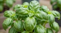 pinch technique for bushy basil