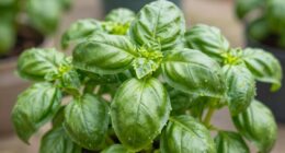 pinch technique for bushy basil