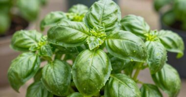 pinch technique for bushy basil