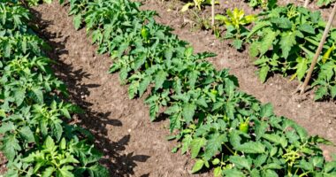plant spacing reduces disease