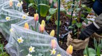 protect plants from temperature fluctuations
