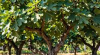 pruning keeps fig compact