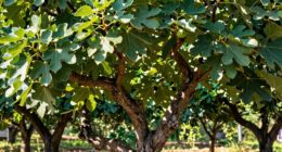 pruning keeps fig compact
