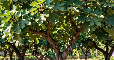 pruning keeps fig compact