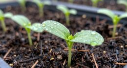 revitalize growth with one change