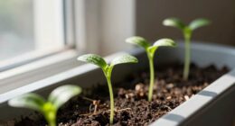 seedlings leaning toward light