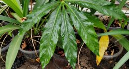 signs of overwatering damage