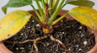 signs of root decay