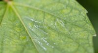 signs of thrips damage