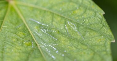 signs of thrips damage
