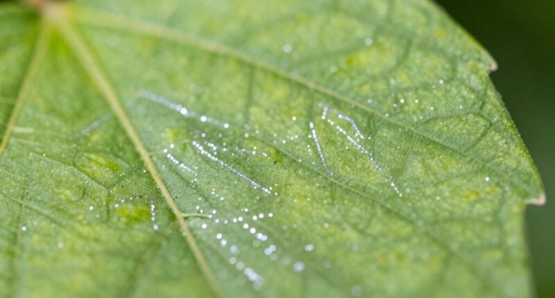 signs of thrips damage
