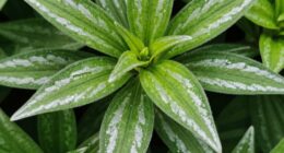 silver streak thrips warning