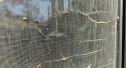 small gaps for pests