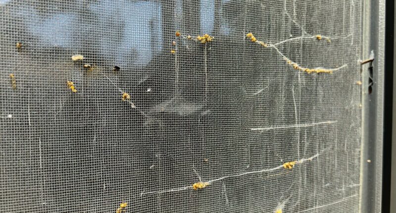 small gaps for pests