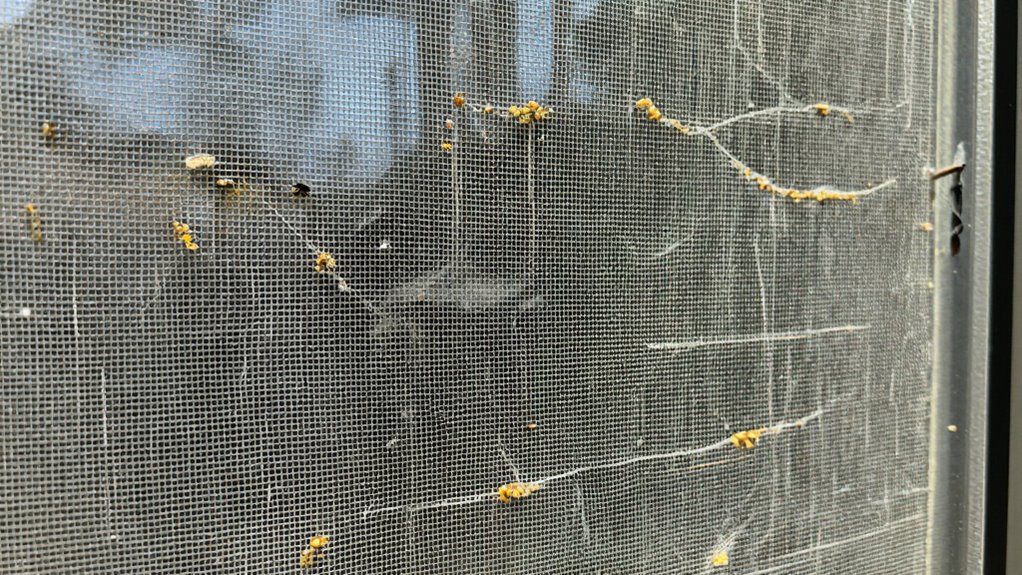 small gaps for pests