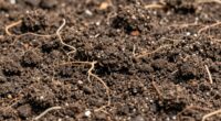 soil exhaustion in greenhouses