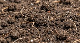 soil exhaustion in greenhouses