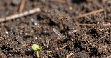 soil surface fungus control