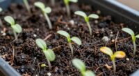 stop seedling damping off quickly