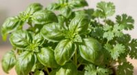 timely herb pruning tips