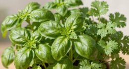 timely herb pruning tips