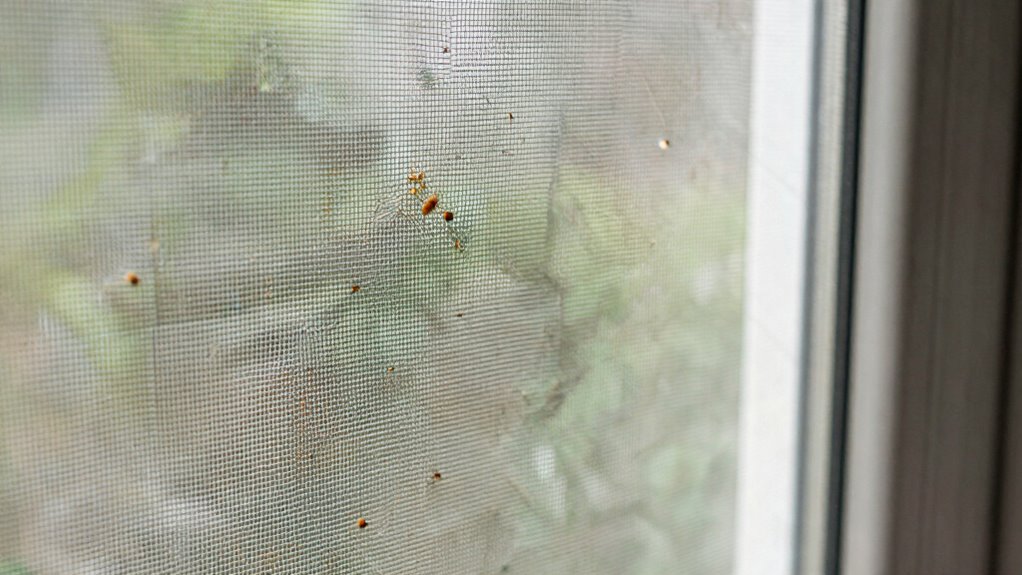 tiny gaps enable pest entry