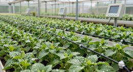 top greenhouse drip irrigation systems