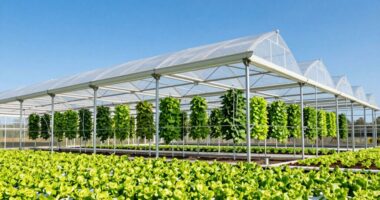 top hydroponic greenhouse kits
