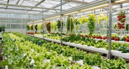 top hydroponic greenhouse systems
