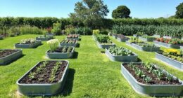 top metal garden bed picks