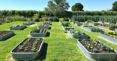 top metal garden bed picks