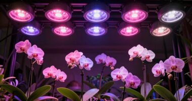top orchid grow light list