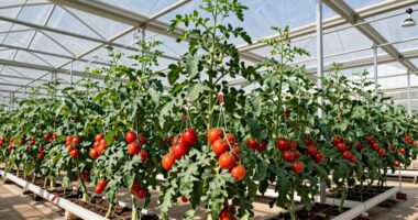 top tomato greenhouse kits