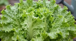 water sparingly for freshness