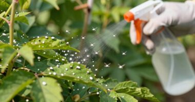 whitefly control methods