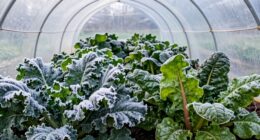 winter greenhouse harvest strategies