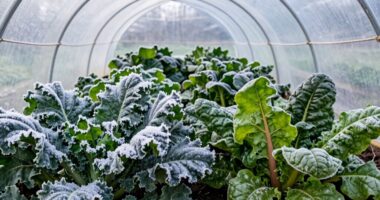 winter greenhouse harvest strategies