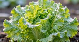 winter lettuce crispness technique