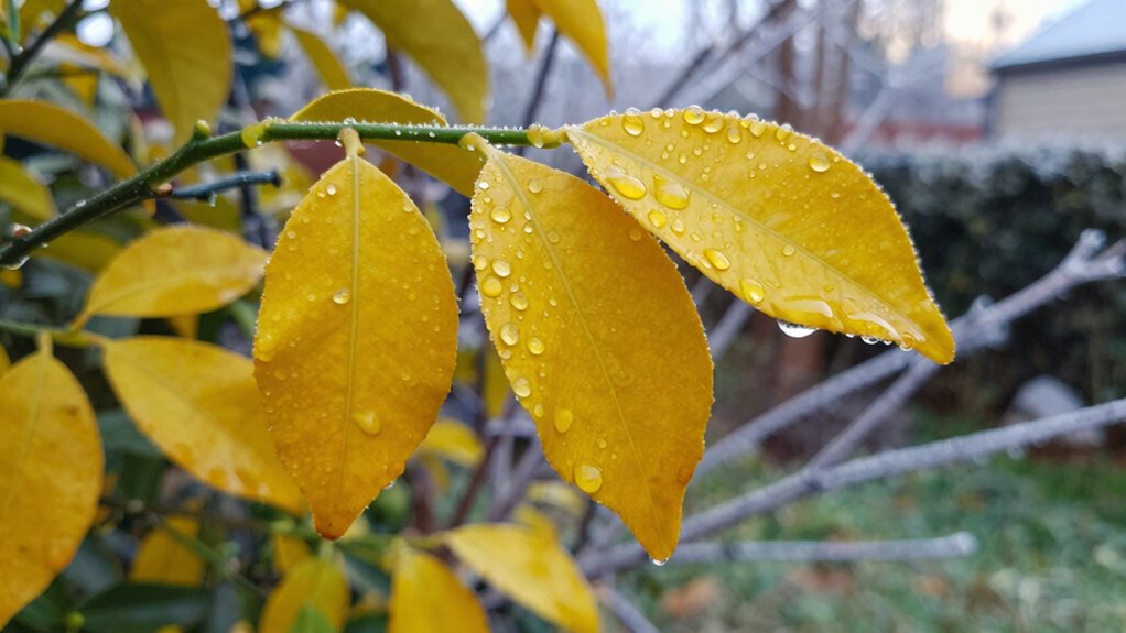 winter overwatering causes leaf loss
