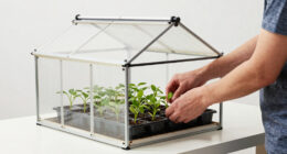 11 Best Greenhouse for Seed Starting in 2026