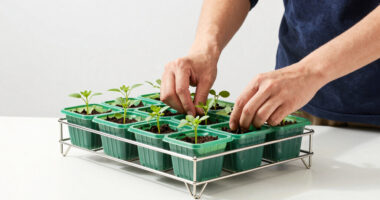 11 Best Greenhouse Seed Starting Rack in 2026