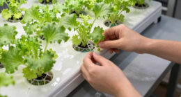 14 Best DWC Hydroponic System for Greenhouse in 2026