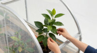 5 Best Greenhouse for Citrus Trees in 2026