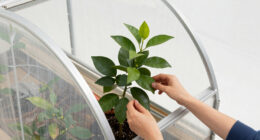 5 Best Greenhouse for Citrus Trees in 2026