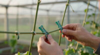 8 Best Plant Clips for Greenhouse Vines in 2026