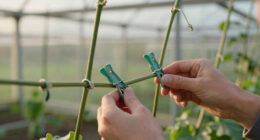 8 Best Plant Clips for Greenhouse Vines in 2026