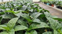 disease transmission pathways in greenhouse